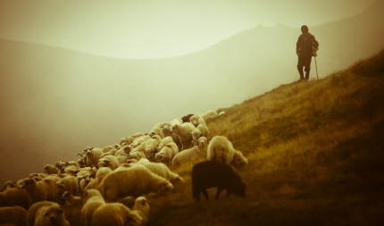 Джеймс Ласт «Одинокий пастух»